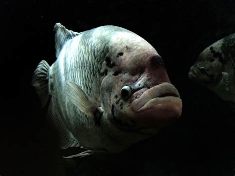 Stunning Giant Gourami Pair in a Captivating Aquarium