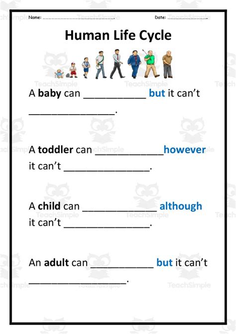 Life Cycle Of Human Worksheet Grade 4 - Image to u