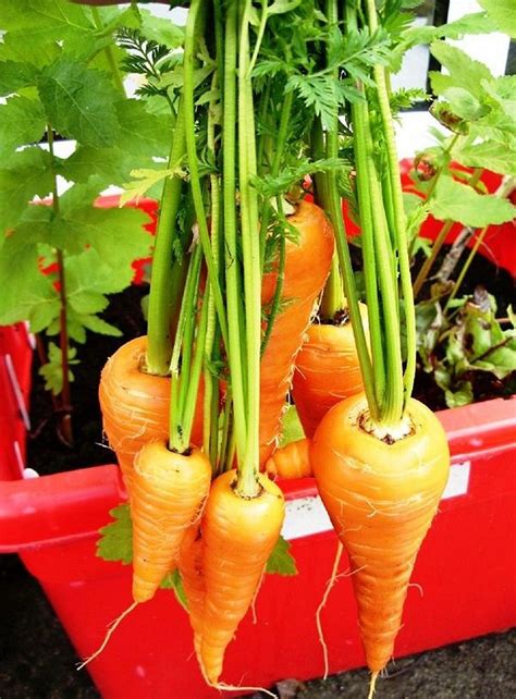 Stunning 21 Growing Carrots in Containers https://gardenmagz.com/21 ...