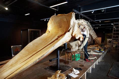 Sperm Whale Skeleton Assembly Photograph by Thomas Fredberg - Fine Art America