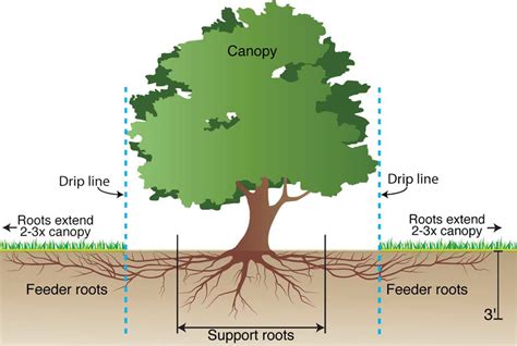 Trees & Drought in California - FAQs - California ReLeaf