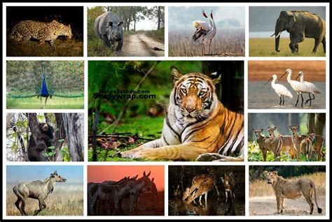 Wildlife of India - Protected Areas for wildlife - Study Wrap