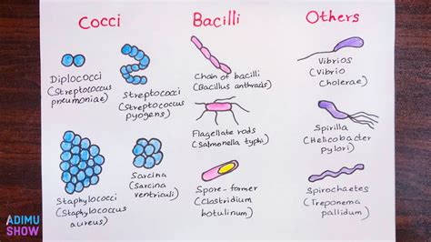 Types Of Bacteria Chart