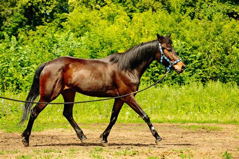 How to Structure a 20-Minute Lunging Session For Your Horse | Horses ...