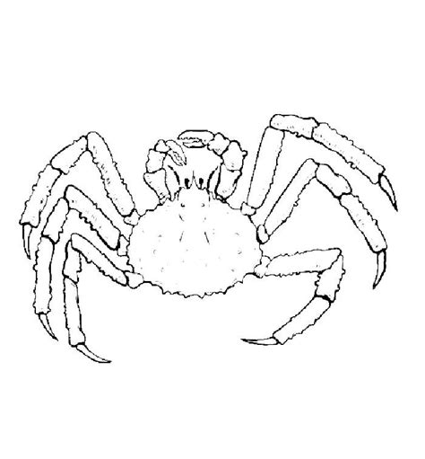 Crab Coloring Pages - Free Printable Sheets