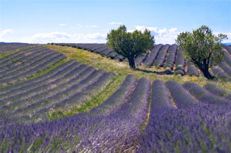 Best Lavender Fields of Provence, France - 2021 Guide!