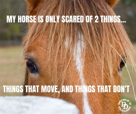 11 Most Loved Horse Memes by Double D Trailers