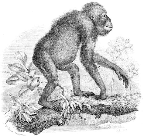 File:Orangutan-drawing.jpg - Wikimedia Commons