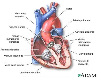 Dispositivo de asistencia ventricular: MedlinePlus enciclopedia médica