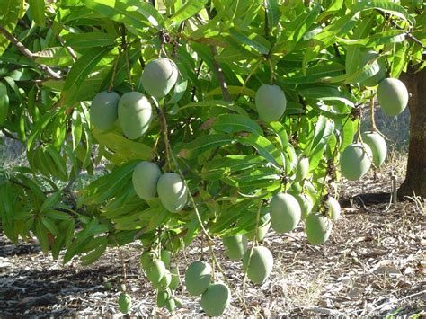 Bowen Special Mangoes_3 - Bowen Special Mangoes