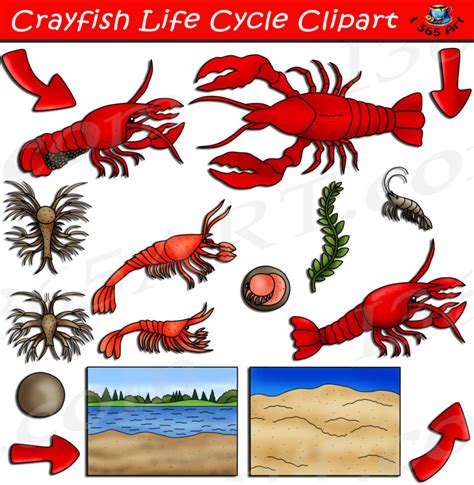 Crayfish Life Cycle Clipart, Lobster Life Cycle Download - Clipart 4 School