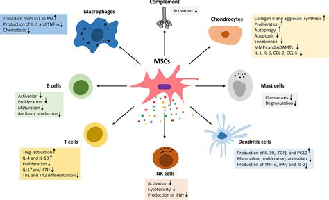 Frontiers | Mesenchymal Stromal Cell Immunology for Efficient and Safe Treatment of Osteoarthritis