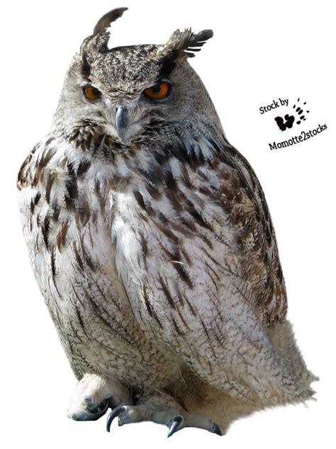 Free Owl PNG Transparent Images, Download Free Owl PNG Transparent ...