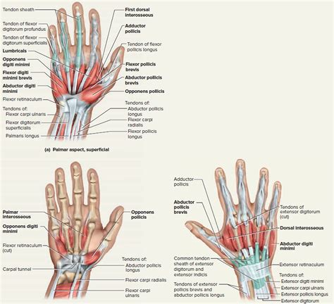 Tendon - Function, Arm, Hand Tendons - Leg and Achilles Tendons