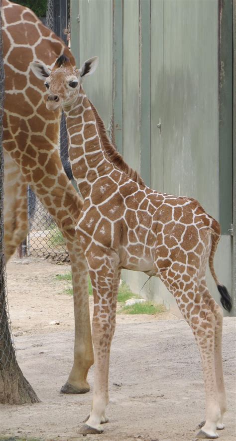 Fort Worth Zoo Welcomes Baby Giraffe - CBS DFW