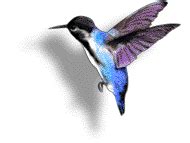 Hummingbirds: Animated Images, Gifs, Pictures & Animations - 100% FREE!