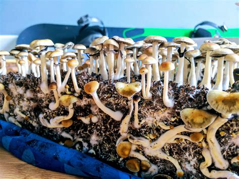 123 best Mazatapec images on Pholder | Shrooms, Mushroom Growers and ...