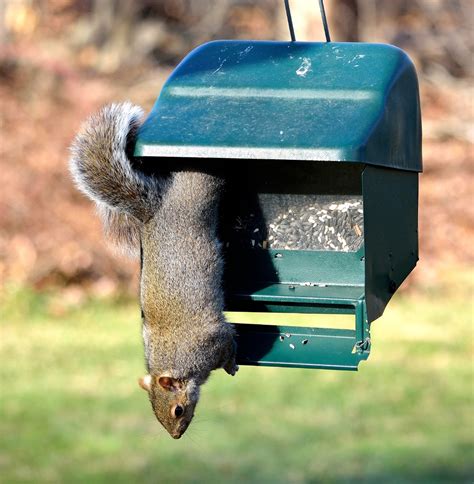 The Best Squirrel Proof Bird Feeder - The Attic Pest Authority