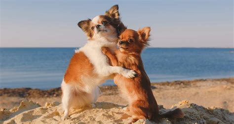 18 Dog Hugs That Will Warm Your Heart