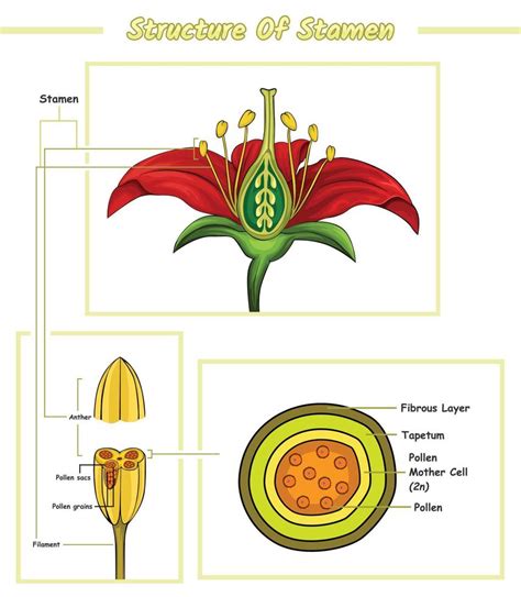 Diagram Parts of Stamen Flower 21814948 Vector Art at Vecteezy