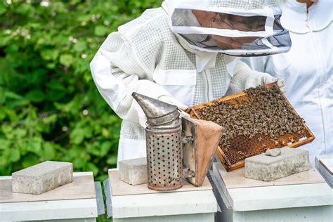 Beekeeping Supplies: Tips on Where to Find the Best Supplies for Your Beekeeping Venture - All ...