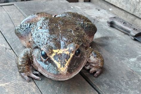 Photo of frog the size of a human baby stuns Pacific social media - ABC News