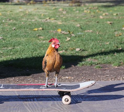 Free Stock Photo 2411-skateboard-chicken.jpg | freeimageslive