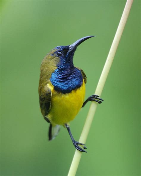 Olive-backed sunbird - Wikipedia