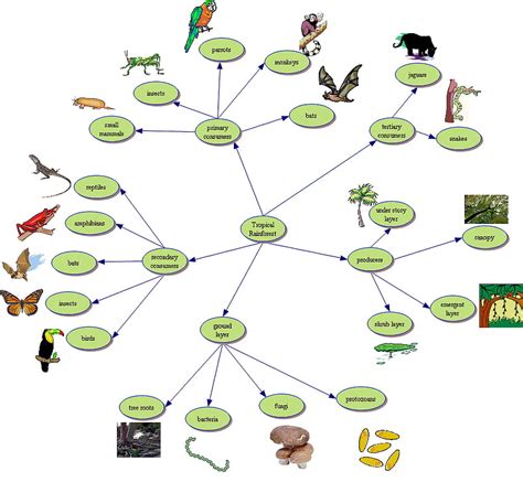 Rainforest Ecosystem Food Web