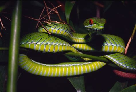 Facts About Vipers | Live Science