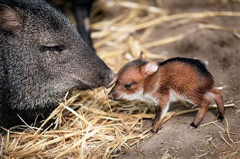 Collared Peccary (Pecari tajacu) | Rare animals, Baby animals, Unusual animals