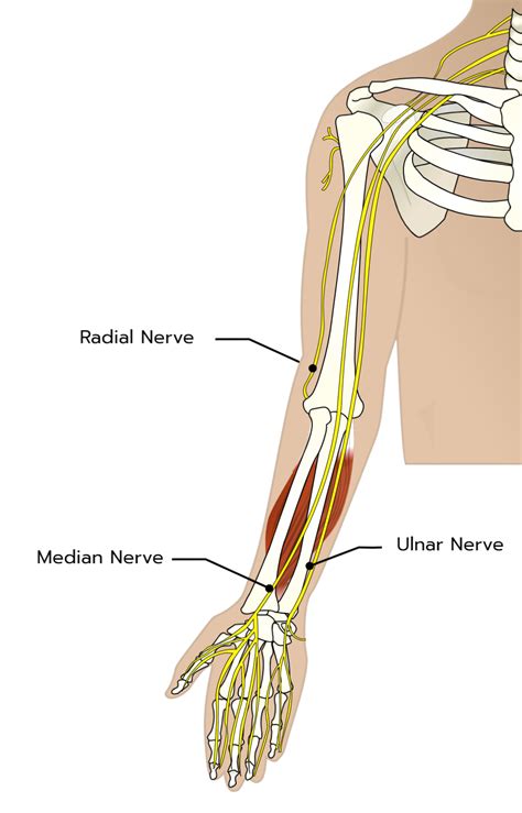 Why does my shoulder and arm hurt? — Physiotherapy London Ontario