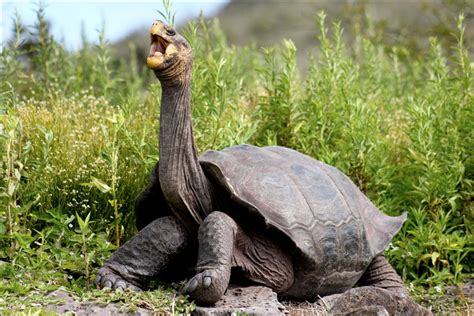 Creative Conservation Saves Galápagos Tortoise - Island Conservation