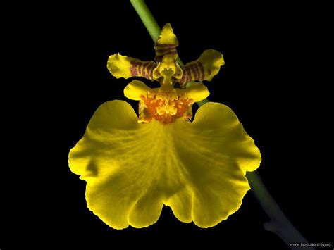 Hortus orchis - Oncidium bifolium