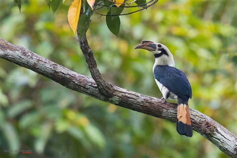 BIRDS OF PHILIPPINES - PhotographyAxis