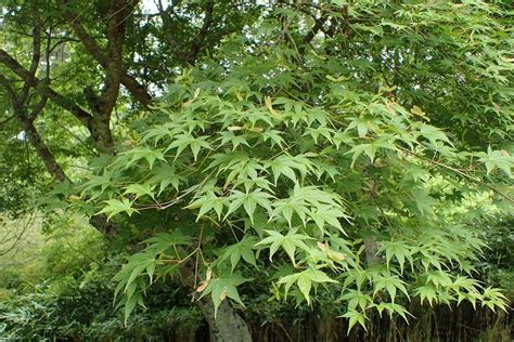 Japanese maple 'Osakazuki' (Acer palmatum 'Osakazuki') - Dear Plants