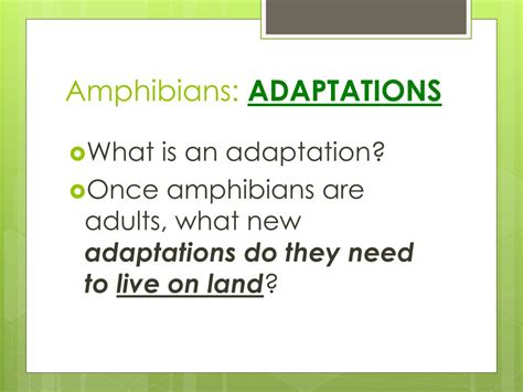 PPT - Amphibian ADAPTATIONS PowerPoint Presentation, free download - ID ...