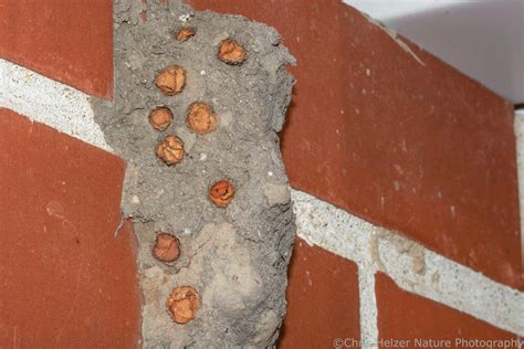 I just wanted a photo of a mud dauber nest… | The Prairie Ecologist