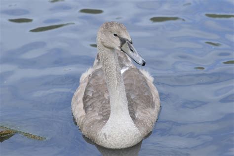 Free stock photo of cygnet, swan, wildlife