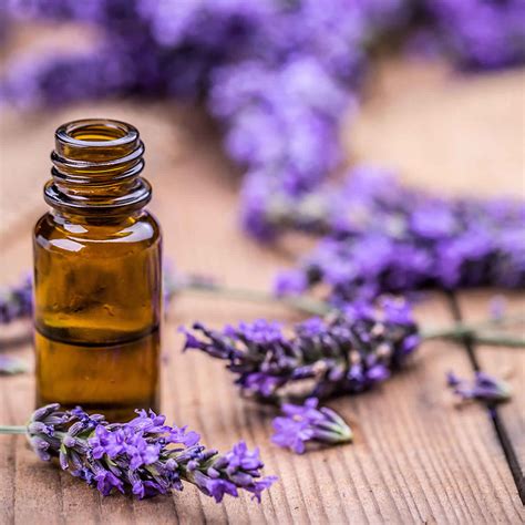 Lavender oil review, benefits, uses & side effects