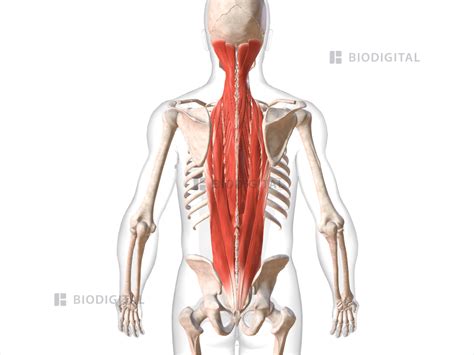 Intrinsic muscles of back | BioDigital Anatomy