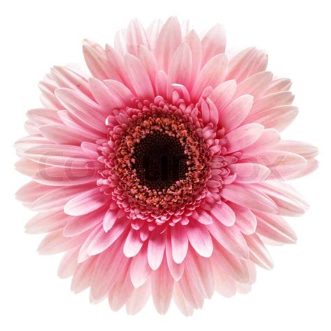 Pink gerber flower isolated over white background | Stock Photo | Colourbox