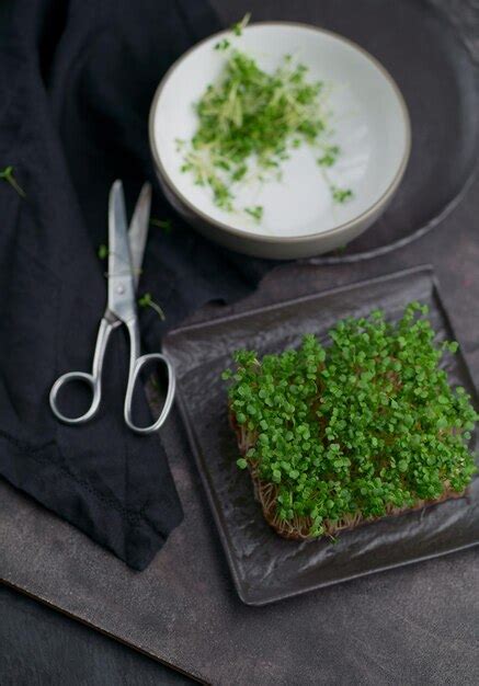 Premium Photo | Closeup of microgreens germination of microgreens germination of seeds at home ...