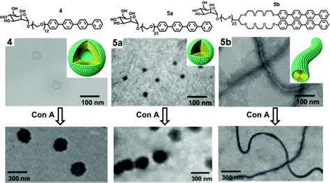 Self-assembly of carbohydrate-based small amphiphiles and their applications in pathogen ...