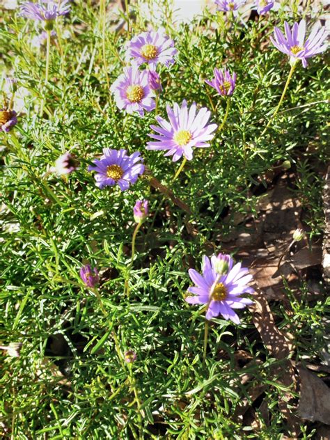 Brachyscome multifida ‘Break O Day’ – Native Daisy | Gardening With Angus