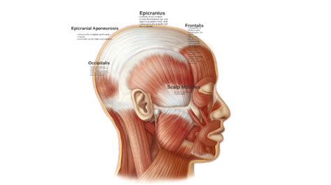 Scalp Muscles by Cosmetology 1000 on Prezi