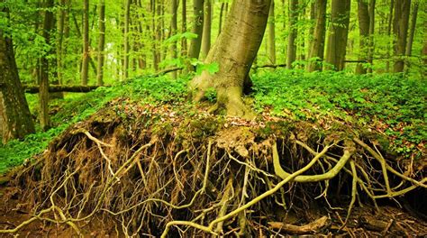 6 Myths & the Truth About Tree Roots: Debunking Common Misconceptions