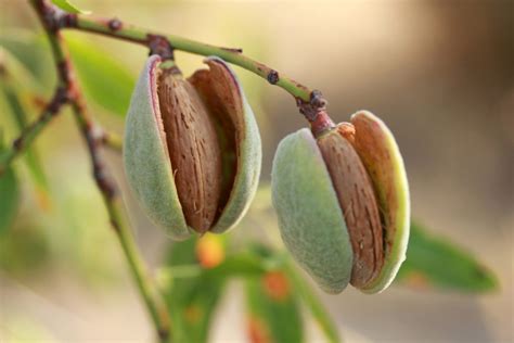 4 Fast-growing Nut Trees - Utah Lawn Care