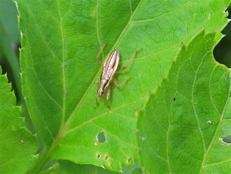 Common Damselbug | Gedling Conservation Trust, Nottingham