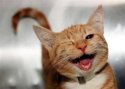 Funny cats: laughing cats